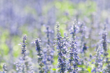 lavender field in provence