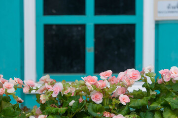 Fototapeta na wymiar flowers in window