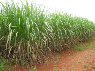 CANA-DE-AÇÚCAR