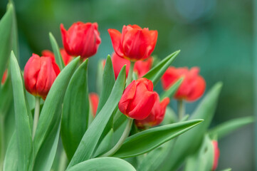 red and white tulips