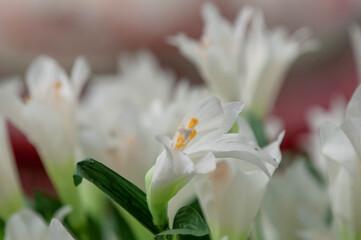 close up of a white tulip