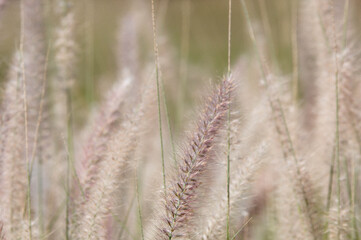 Obraz premium ears of wheat