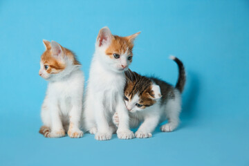 Cute little kittens on light blue background. Baby animals