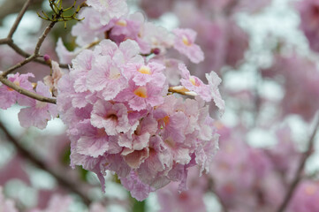 pink cherry blossom