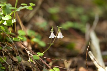 Tiny cute Linnea flower in forest