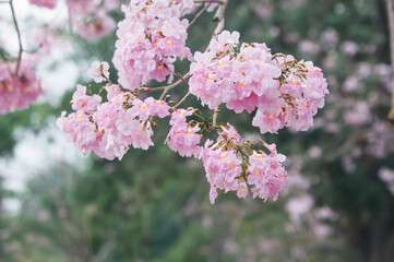 pink cherry blossom