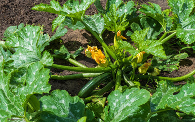 Close up of zucchini plant with flowers and fruits
