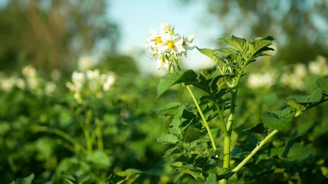 Field potato blossom flowers white leaves Solanum tuberosum blooming potatoes, farm bio organic farming land environmental and earth harvest, agriculure land country landscape Europe