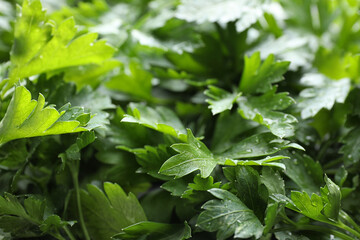 Fresh green organic parsley as background, closeup