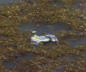 Frog resting in a pond