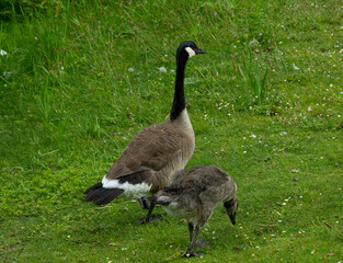 Canada goose with gosling in a field