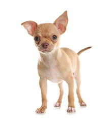 Cute Chihuahua puppy on white background. Baby animal