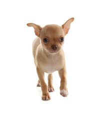 Cute Chihuahua puppy with toy on white background. Baby animal