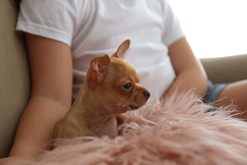 Little girl with her Chihuahua puppy indoors, closeup. Baby animal