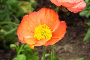 Spring poppy flower