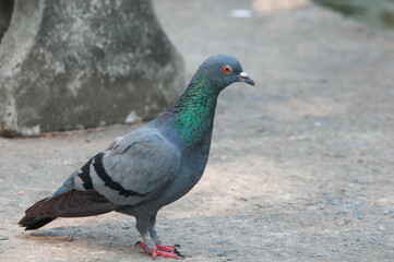 pigeon in the park