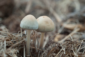 mushroom in the forest