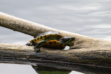 Yellow-bellied slider turtle in a pond, sunbathing on a tree branch II