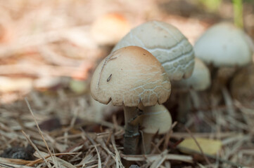 mushroom in the forest