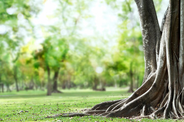 Fototapeta na wymiar Big tree with trunk and roots spreading out beautiful on grass green in nature forest background with sunshine in the morning.