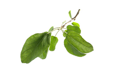 Branch of apple tree with green leaves isolated on white