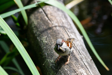 House sparrow sitting on a tree with an insect in it's beak