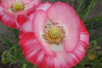 Closeup pink poppy flower