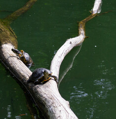 Yellow-bellied slider turtles in a pond, resting on a tree branch IV
