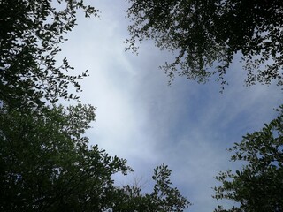 Tree leaves against bright sky and blank space for your ground.