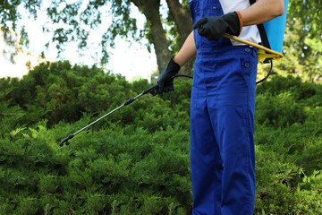 Worker spraying pesticide onto green bush outdoors, closeup. Pest control