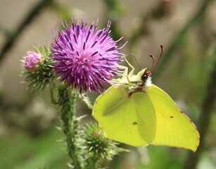 Yellow brimstone butterfly on a thistle