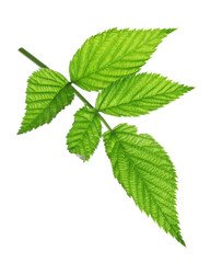 Fresh green raspberry leaves isolated on white