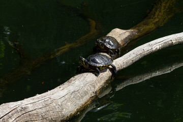 Yellow-bellied slider turtles in a pond, resting on a tree branch