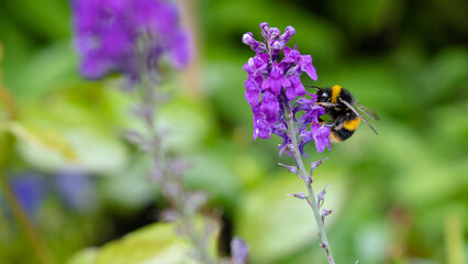 Macro Bee On Flower Collecting Pollen Summertime