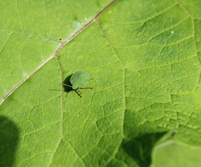 Green stink bug (palomena prasina)