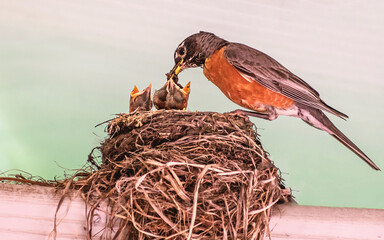 American robin parents are feeding their babies with worms  © Yan