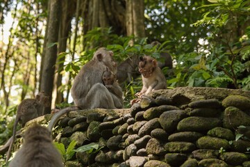 Macaque monkeys in the Monkey Forest of Bali.