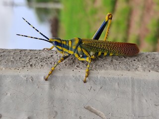  Beautiful Green colored Grasshopper in India