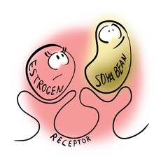 Soya bean sits on the estrogen receptor
