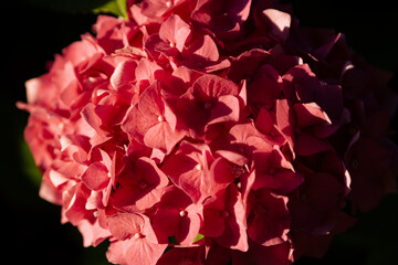 Blossom of Pink hydrangeas on natural background.Macro flowers in a garden in the summertime.Pink hydrangea flowers in a garden during spring.