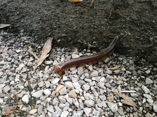 Centipede on the ground