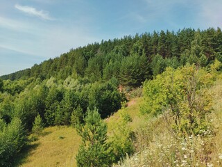 Fototapeta premium forest slope against the blue sky on a sunny day