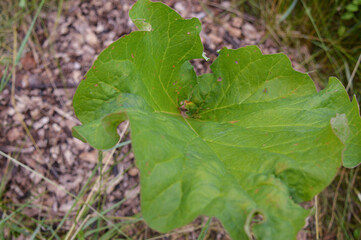 Plants in a food garden.