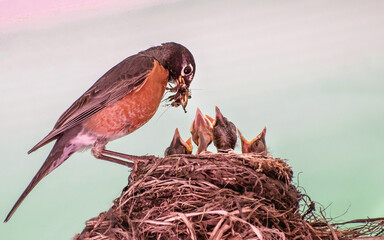 American robin parents are feeding their babies with worms  © Yan