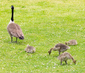 Canada goose with goslings grazing in a field