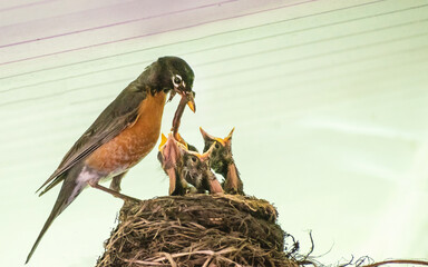 American robin parents are feeding their babies with worms

