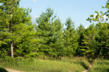 Wilderness and Trees