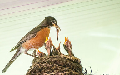 American robin parents are feeding their babies with worms  © Yan