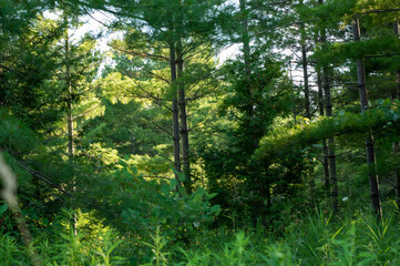 Wilderness and Trees