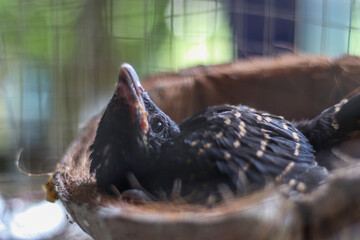 Cuckoo's baby in a cage under the house
